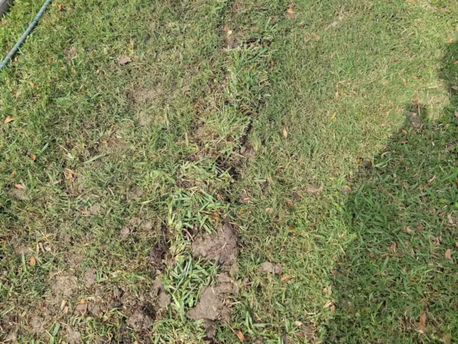 A restored drain line route running across a lawn